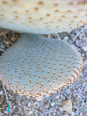 Opuntia basilaris