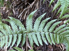 Dryopteris sandwicensis