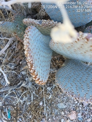 Opuntia basilaris