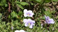 Nierembergia linariifolia