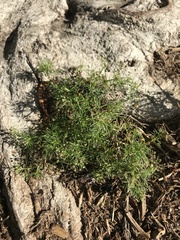 Apiastrum angustifolium