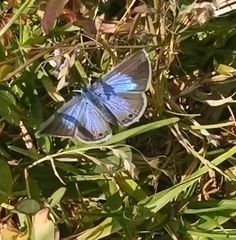 Echinargus isola