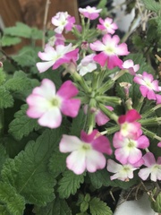 Cornus florida rubra