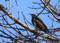 Sturnus vulgaris