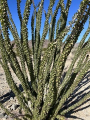 Fouquieria splendens splendens
