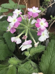 Cornus florida rubra
