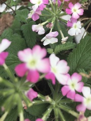 Cornus florida rubra