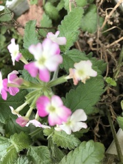 Cornus florida rubra