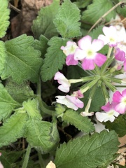 Cornus florida rubra