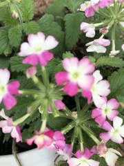 Cornus florida rubra