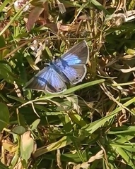 Echinargus isola