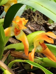 Maxillaria cacaoensis