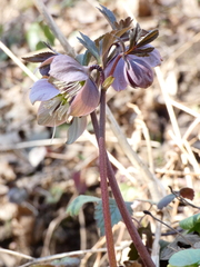 Helleborus purpurascens