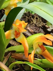 Maxillaria cacaoensis