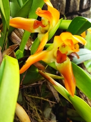 Maxillaria cacaoensis