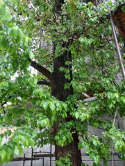 Ulmus