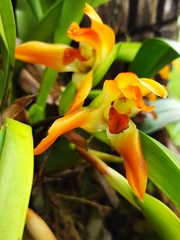 Maxillaria cacaoensis