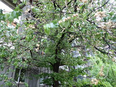 Ulmus