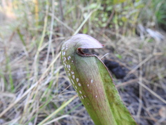Sarracenia minor