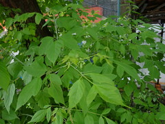 Acer negundo