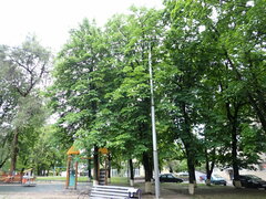 Aesculus hippocastanum
