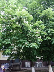 Aesculus hippocastanum