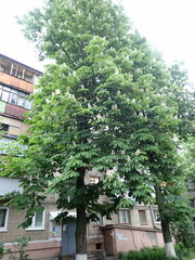 Aesculus hippocastanum