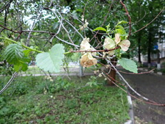 Ulmus