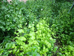 Alliaria petiolata