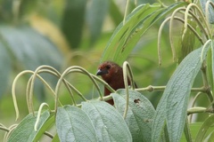 Ramphocelus carbo