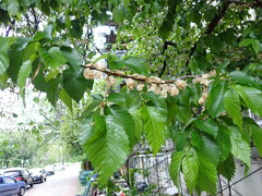 Ulmus