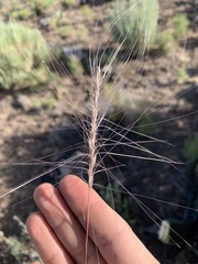 Elymus multisetus