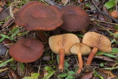 Lactarius serifluus