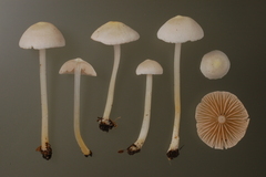 Entoloma sericellum