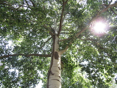 Populus × canescens