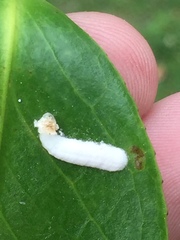 Pulvinaria camelicola