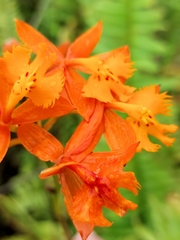 Epidendrum radicans