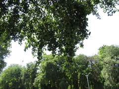 Populus × canescens