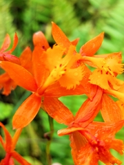 Epidendrum radicans