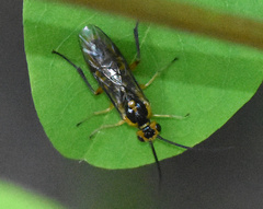 Euura tibialis