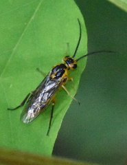 Euura tibialis