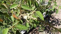 Croton lachnostachyus