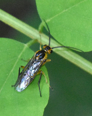 Euura tibialis