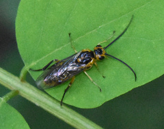 Euura tibialis
