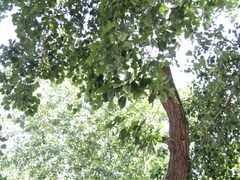 Populus × canescens