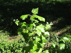 Populus × canescens