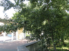Populus × canescens