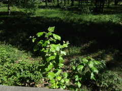 Populus × canescens