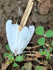 Rupela