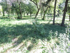 Populus × canescens